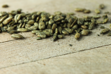 AMAZING GRASS SUNFLOWER SEEDS – Ava Jane's Kitchen