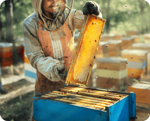 a man pulling frame from the hive
