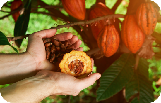 several cacao fruit hanging on cacao plant. two hands hand picked fruit, one is holding cacao seeds, while one hand is holding half fruit