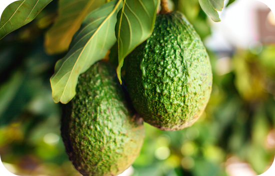 two avocado hanging from tree