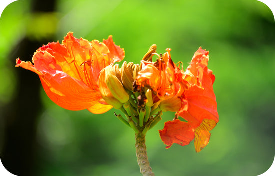 blooming orange flower