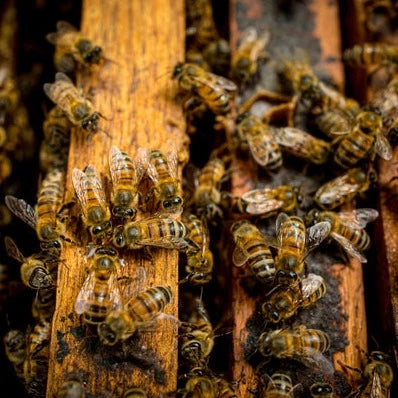 bees in their hive making honey