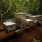 bee hive boxes staked on top of each other in the jungle